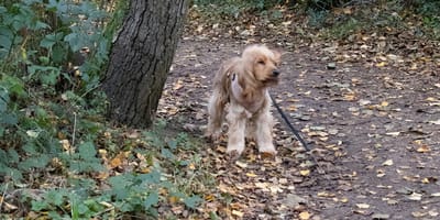 Hond Chicky vastgebonden aan boom omdat eigenaar geen opvang kon vinden