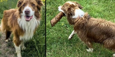 Hond Daisy verdween spoorloos en is nog steeds niet gevonden