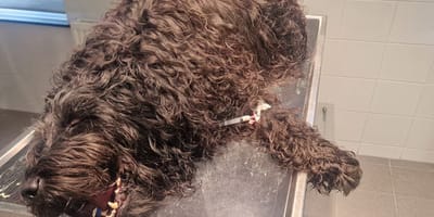 Hond Django op de operatietafel na inslikken visdraad