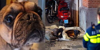 Hond "Dog" en studenten in Rotterdam ternauwernood ontsnapt aan brand