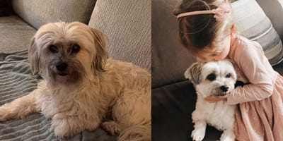 Hond Estavana Polman overleden