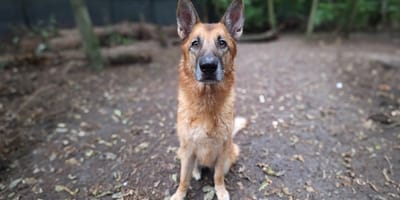 Hond Faith wordt ter adoptie aangeboden