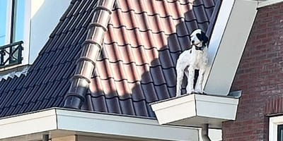 Hond Guus moest uit dakgoot gered worden door brandweer