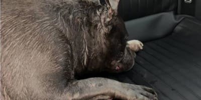 Hond in Breda ternauwernood gered van dood door hitte
