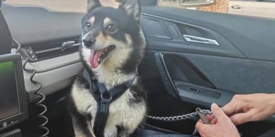 Hond in Den Bosch door politie uit hete auto gered