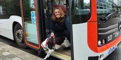 Hond in Den Haag maakt busrit zonder baasje