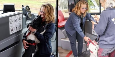 Hond in Den Haag maakt busrit zonder baasje