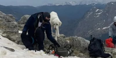 Hond in Griekenland na 7 dagen gered van bergtop
