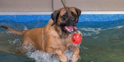 Hond in H2ond bad tegen onder andere atrose in Babyloniënbroek