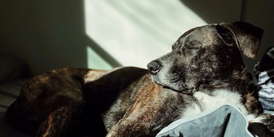 hond in laten slapen