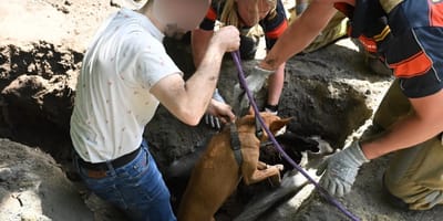 Hond in Leiderdorp wordt uitgegraven door brandweer