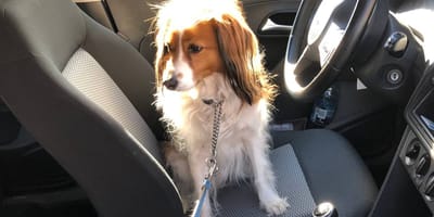 Hond in Oss wordt gered uit bloedhete auto