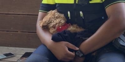 Hond in Wassenaar oververhit in kinderwagen aangetroffen