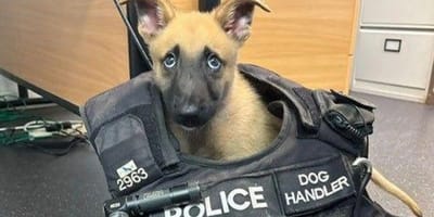 hond Jager gered en nu opgeleid als politiehond