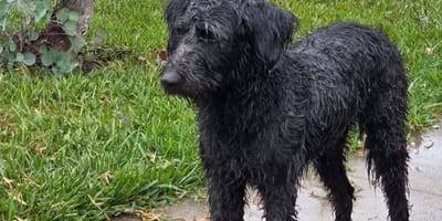 Hond Kirby verdween spoorloos, maar werd uiteindelijk weer gevonden