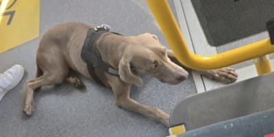 Hond Lana alleen op pad met de bus naar de McDonalds