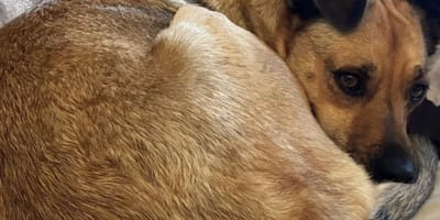 Hond Luka krijgt cocaïne en THC binnen na wandeling