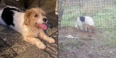 Hond Matty na een jaar weer teruggevonden in Brabant