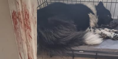 Hond Meghan ervaart enorme stress door vuurwerkknallen