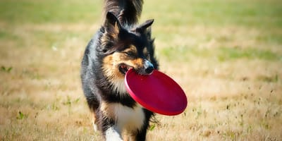 Hond met frisbee
