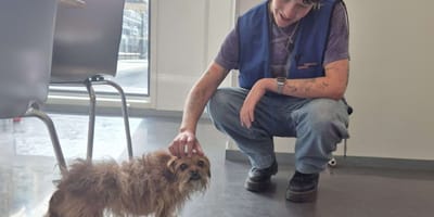 Hond Mickey die in Den Haag onder een tram vandaan gered werd