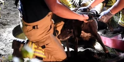 Hond na 1,5 dag uit rioolput gered
