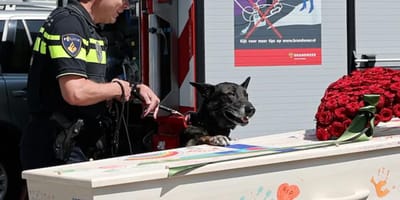 Hund nimmt auf eigene Weise Abschied von Herrchen