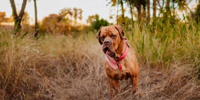 Hond Ozzy verbreekt wereldrecord met allerlangste tong