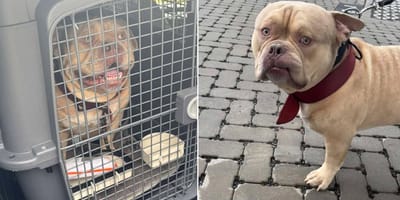 Hond Pablo wordt naar asiel gestuurd terwijl vrouw op vakantie gaat
