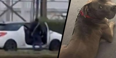 Hond Sparrow wordt express aangereden door zijn baasjes