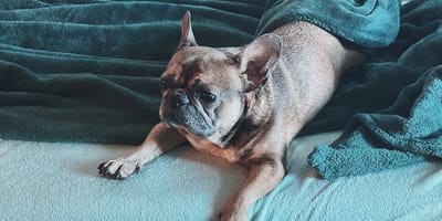 Hond springt op bed en laat per ongeluk geweer af gaan