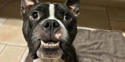 Hond Thor zwaar verwaarloosd opgevangen