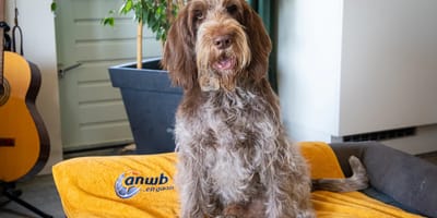 Hond Tinus is de bekendste hond van Nederland