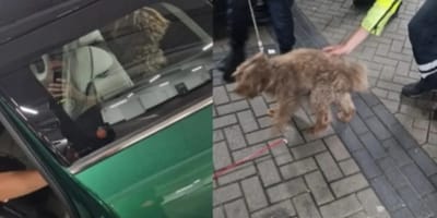 Hond uit hete auto gered in Amsterdam