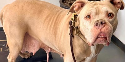 Hond uit Rotterdam met tumoren na weken eindelijk geopereerd