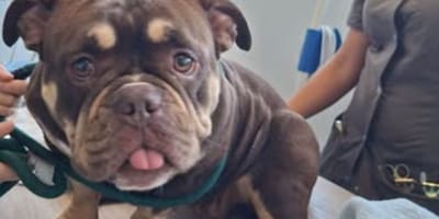 Hond uit snikhete auto gered bij Avonturenboerderij Molenwaard in Groot-Ammers