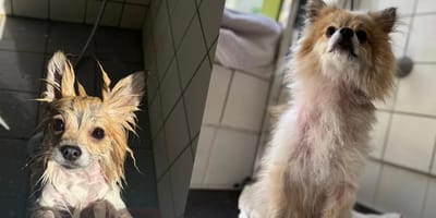 Hond vastgebonden aan hek bij boerderij net op tijd gered