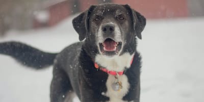 Hond vastgebonden achtergelaten in Wormer, rechter grijpt in