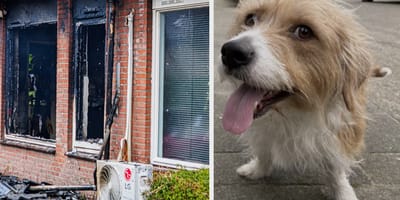 Hond vlucht uit brandend huis en wordt opgevangen door jongen van 13