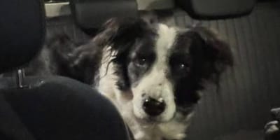 Hond wacht aan zijde baasje die al een aantal dagen is overleden