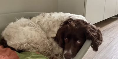 Hond Woody is al dagen vermist