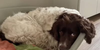 Hond Woody is helaas overleden