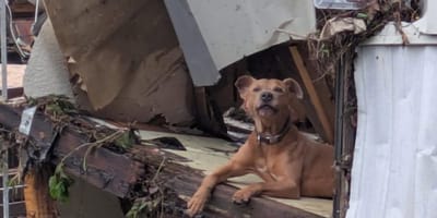 honden en katten in nood na zware overstromingen in Texas