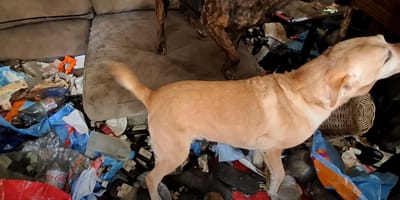 Honden en katten uit smerige woning Elburg gered