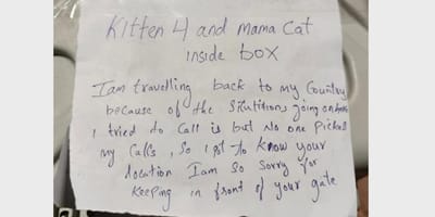 Honden en katten worden massaal achtergelaten in Dubai