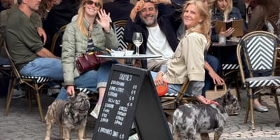 Honden in Antwerpen gaan op kroegentocht