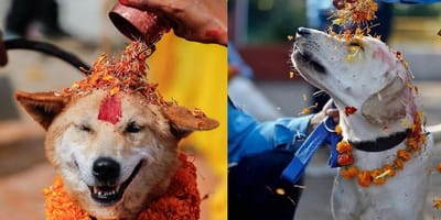 Honden in Nepal hebben hun eigen feestdag
