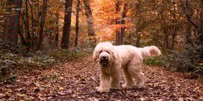 Honden niet meer welkom in Ulvenhoutse bos, volgen meer plekken?