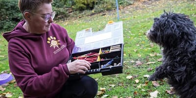 Honden van vuurwerkangst afhelpen door middel van EMDR therapie