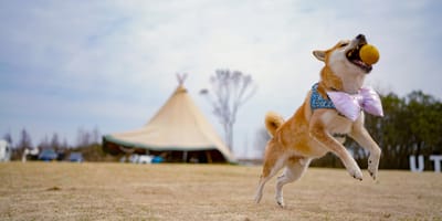 Honden worden mishandeld bij Circus Europa-park